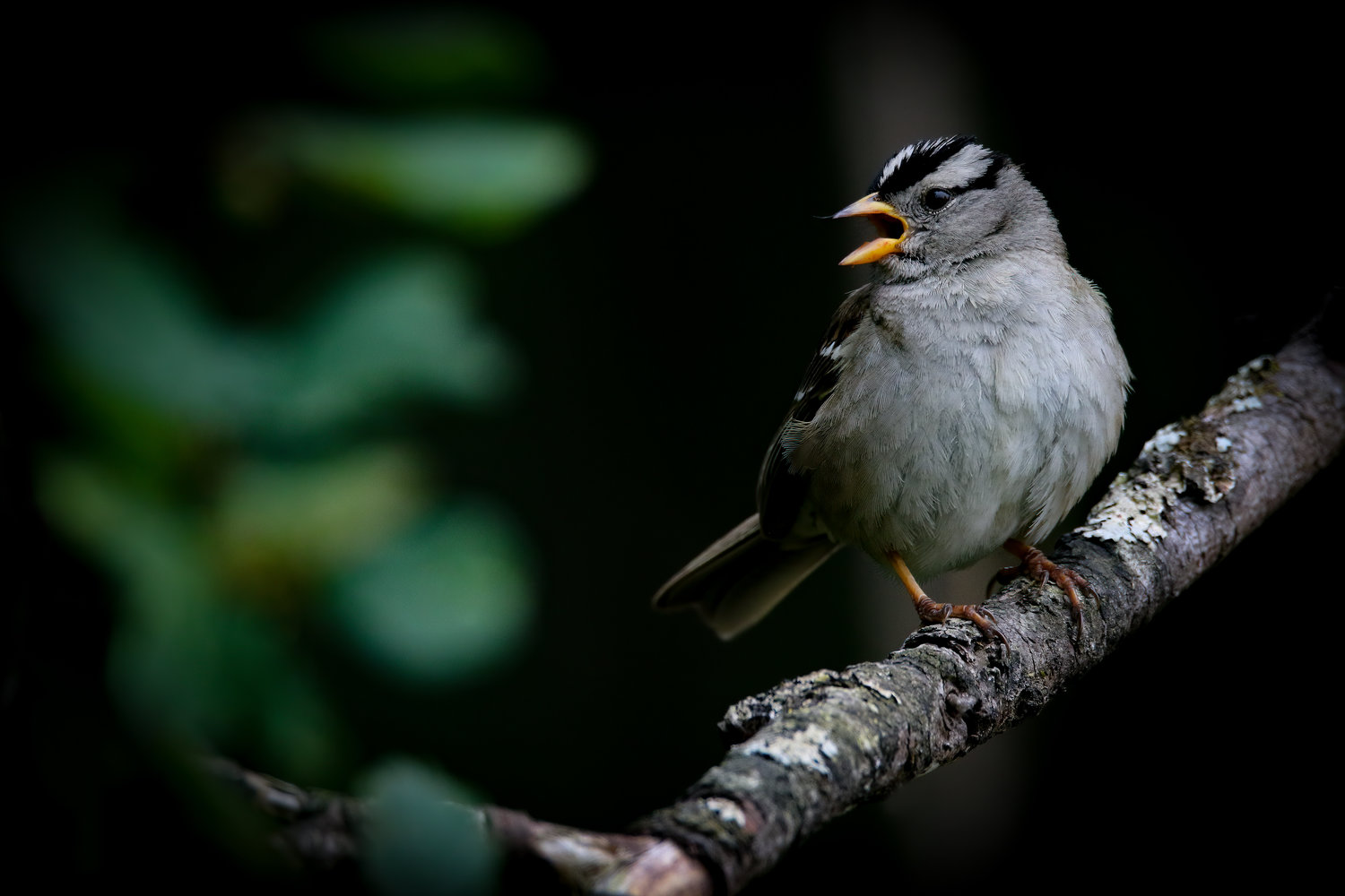 This is the White-crowned Sparrow.